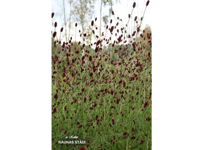Sanguisorba officinalis   'Red Thunder'
